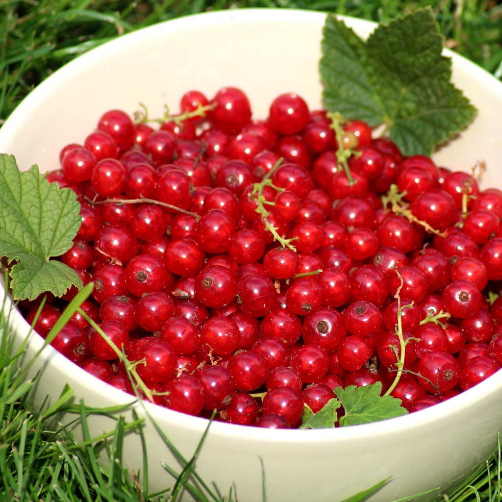 Спелая красная смородина в белой миске на зеленой траве 