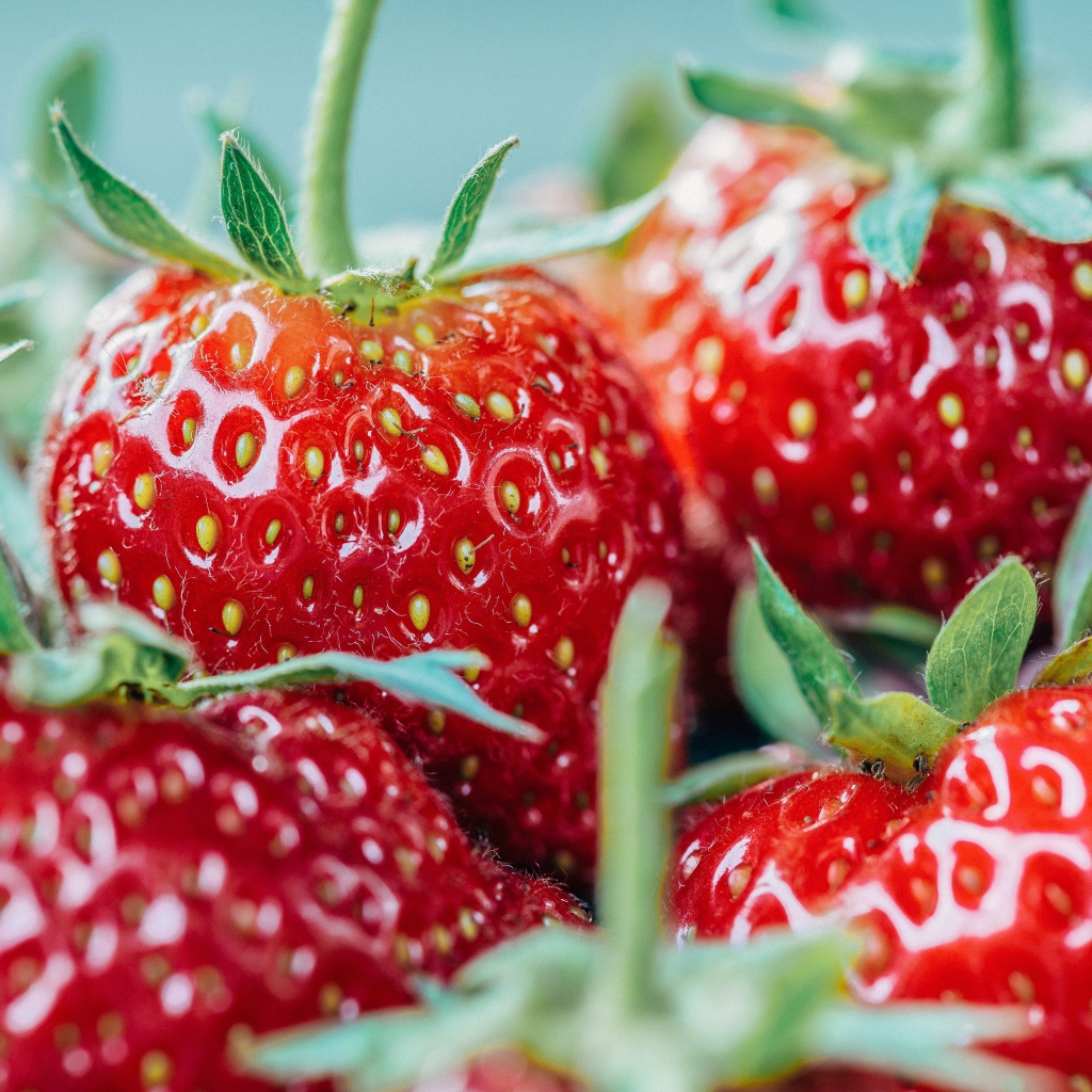 Ягоды спелой клубники с зелеными хвостиками