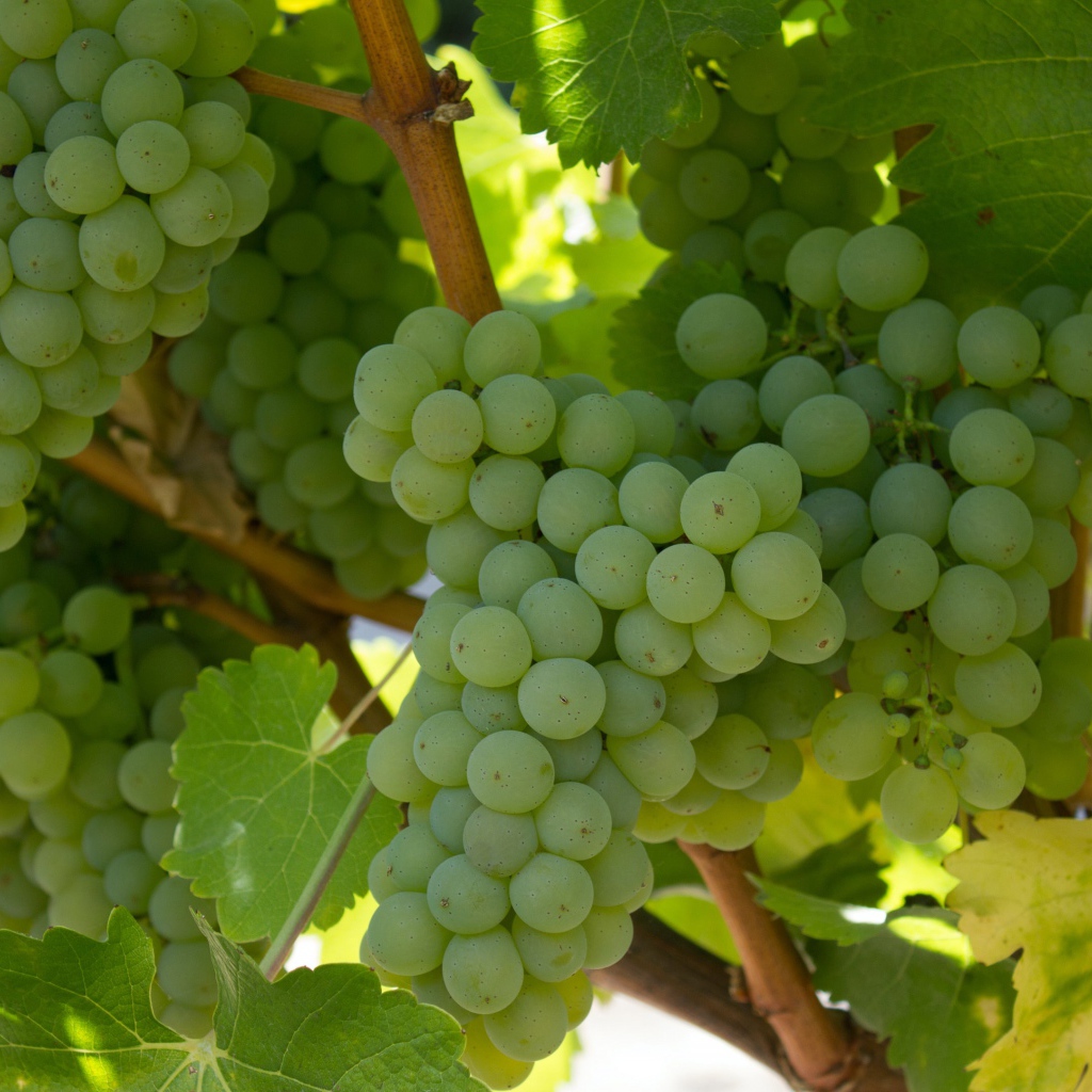 Спелый белый виноград на гроздьях 