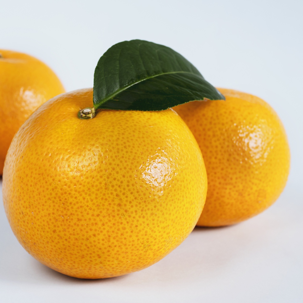 Три крупных спелых мандарина на сером фоне