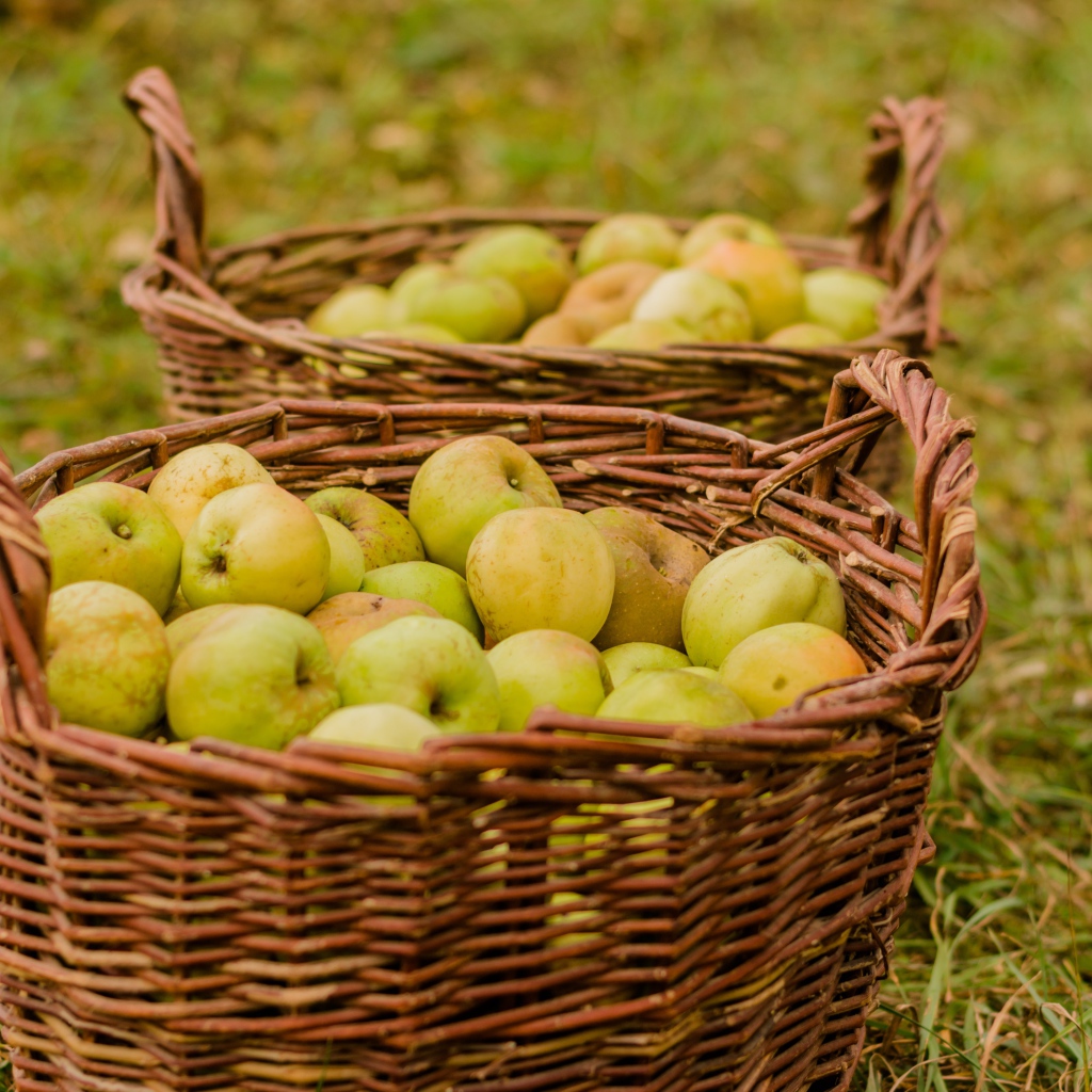 Две большие корзины с зелеными яблоками