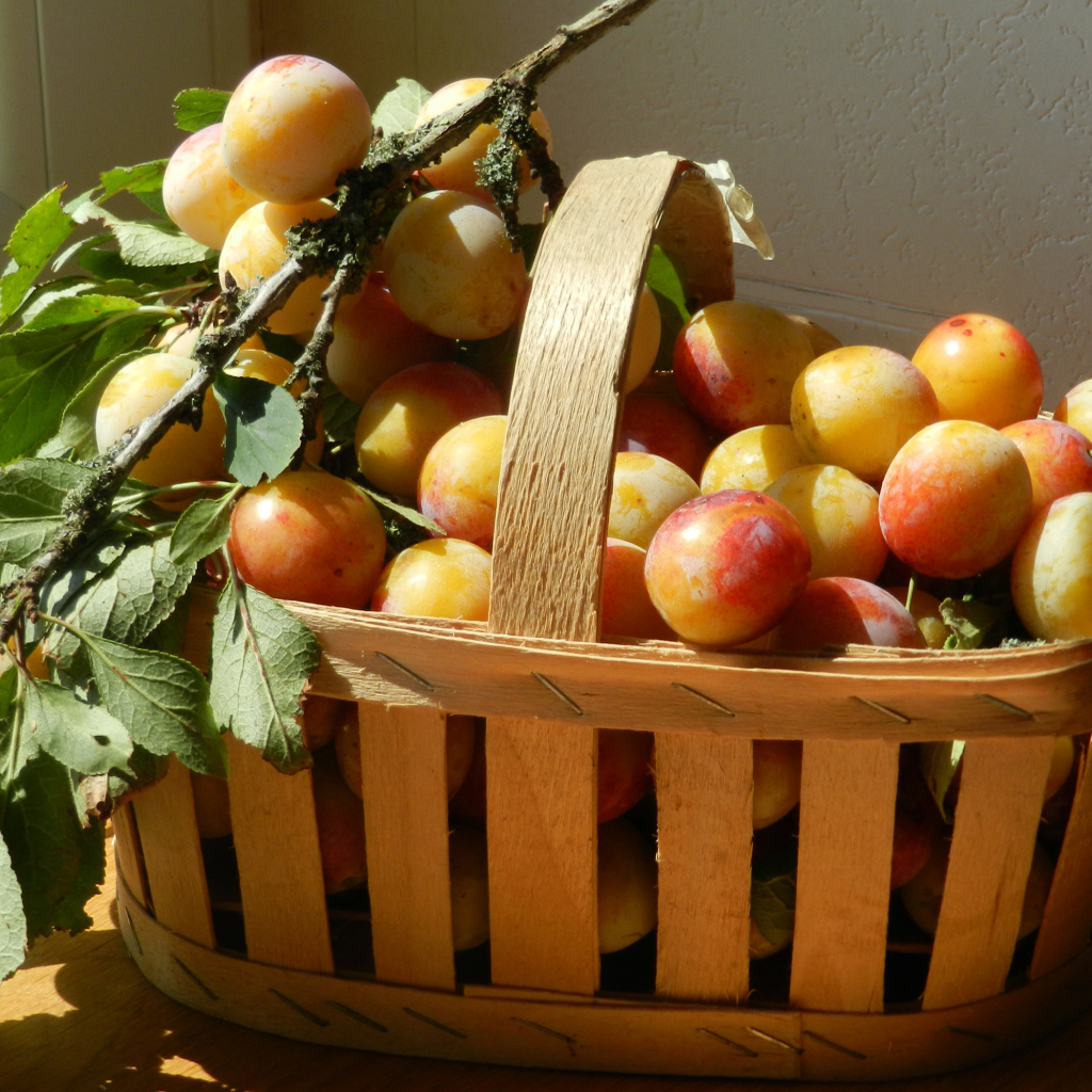 Деревянная корзина со спелыми сливами в лучах солнца