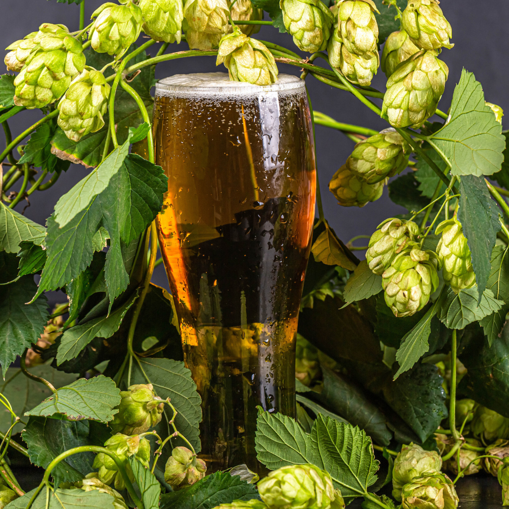 Бокал холодного пива с шишками хмеля на сером фоне