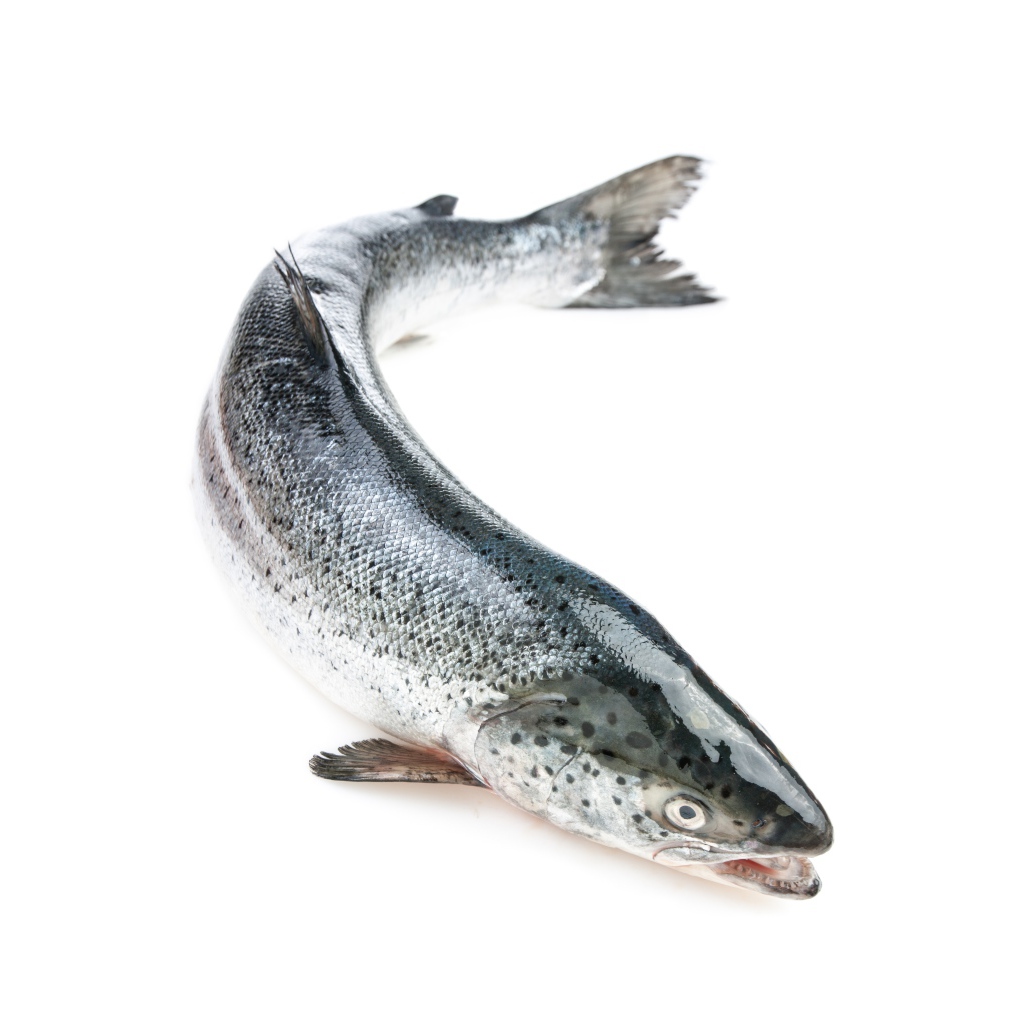 Большая свежая рыба форель на белом фоне