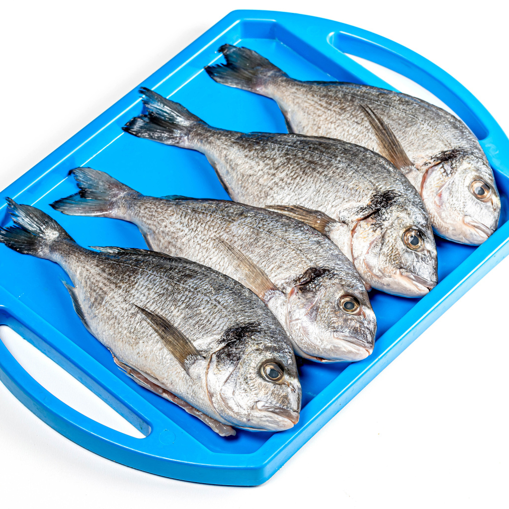 Свежая рыба на голубом подносе на белом фоне