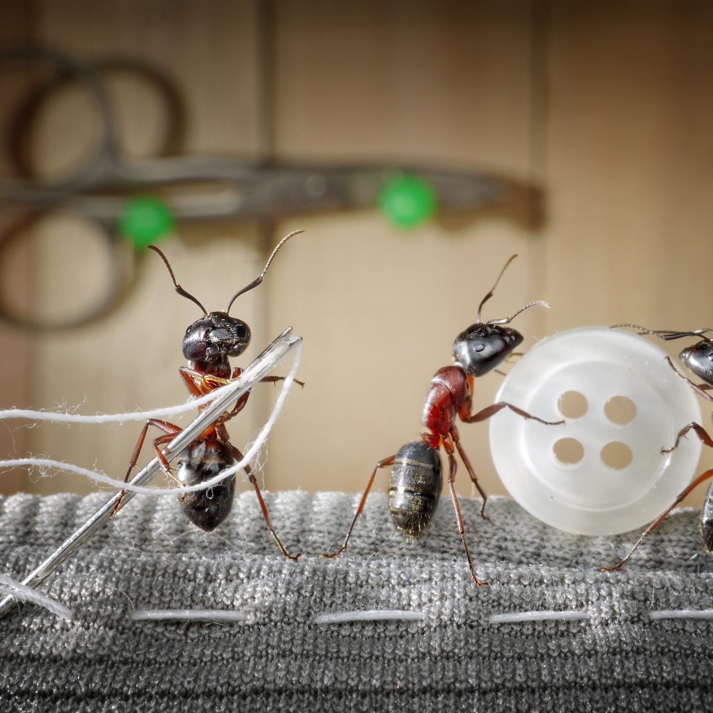 Три муравья пришивают пуговицу