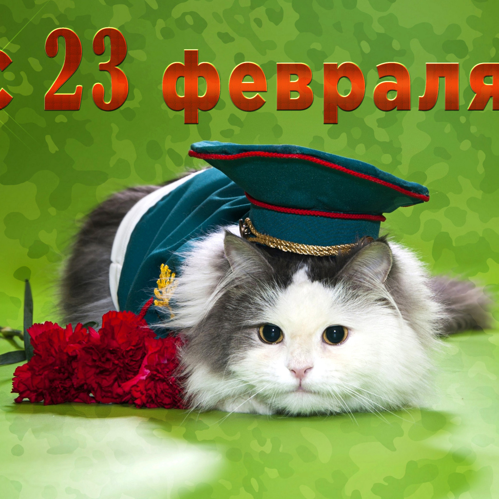Кот с гвоздиками и фуражке на День Защитника Отечества 23 февраля