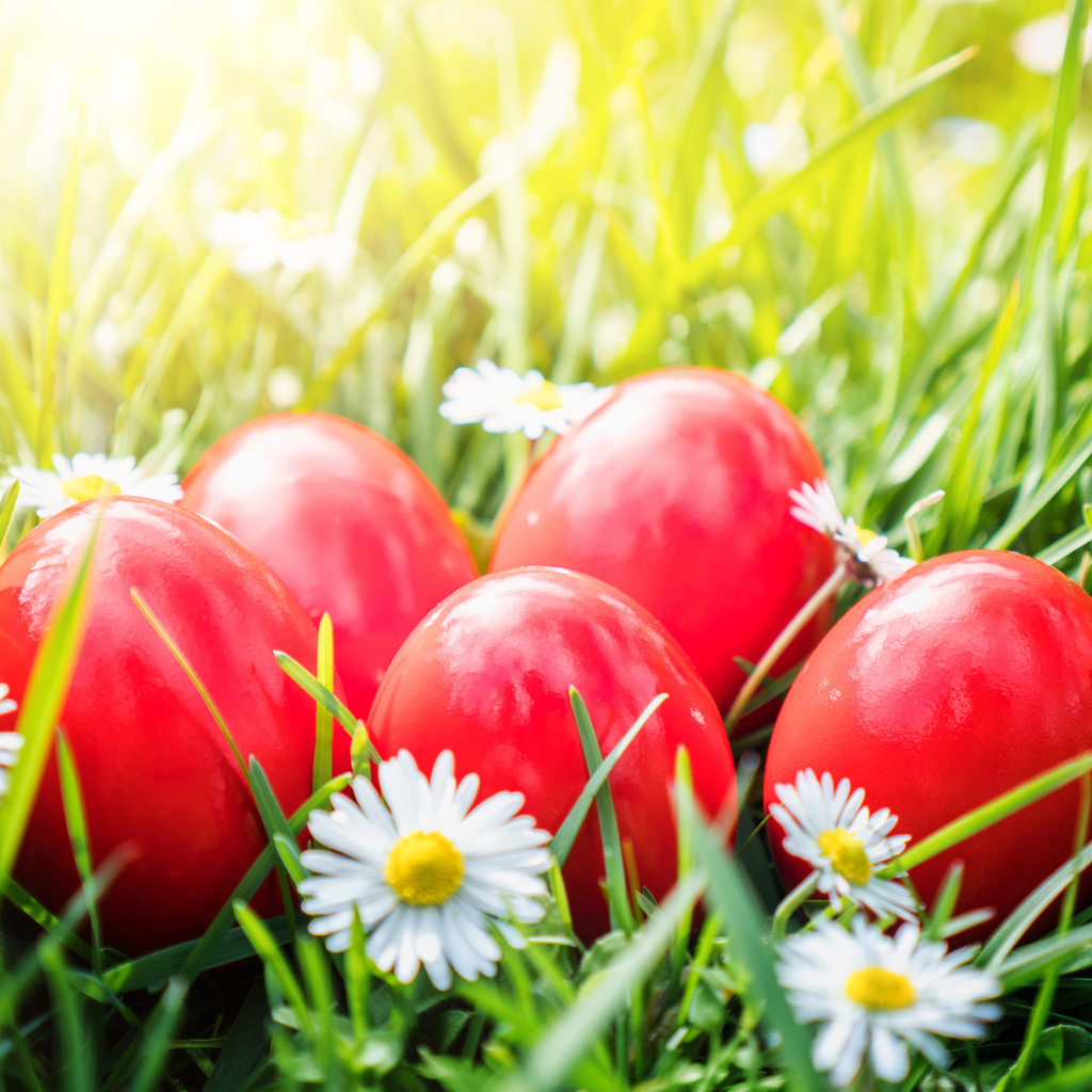 Красные яйца лежат в зеленой траве с белыми ромашками на Пасху