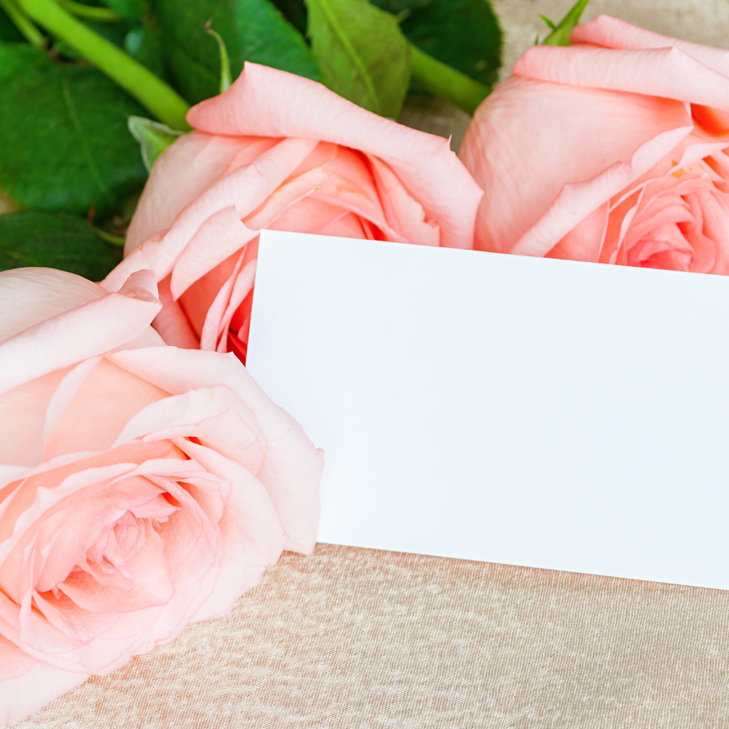 Три розовые розы и лист бумаги, шаблон поздравительной открытки на 8 марта