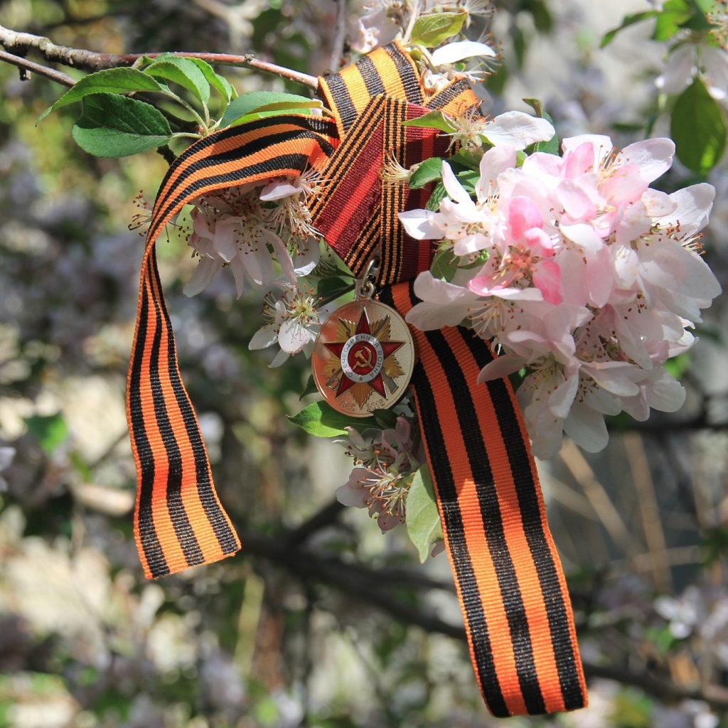 Георгиевская лента и награда на яблоне на 9 мая День Победы 