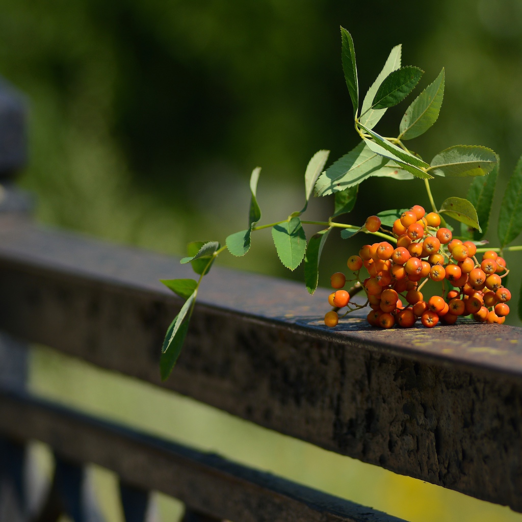Гроздь оранжевой рябины лежит на перилах