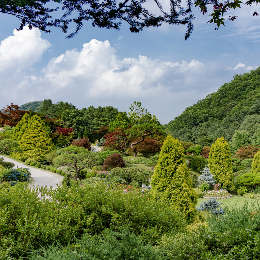 Красивый зеленый парк под голубым небом, Корея