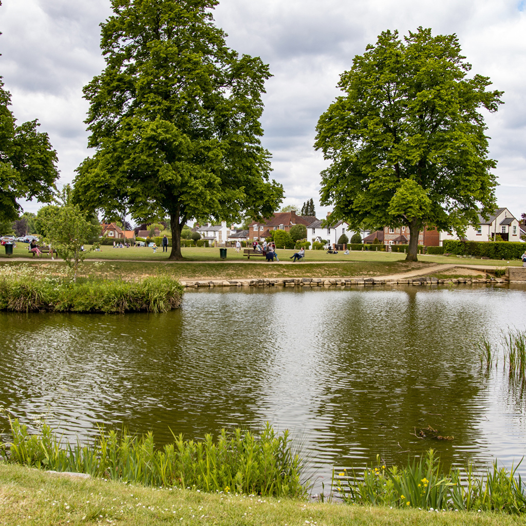 Красивый пруд и деревья в летнем парке 