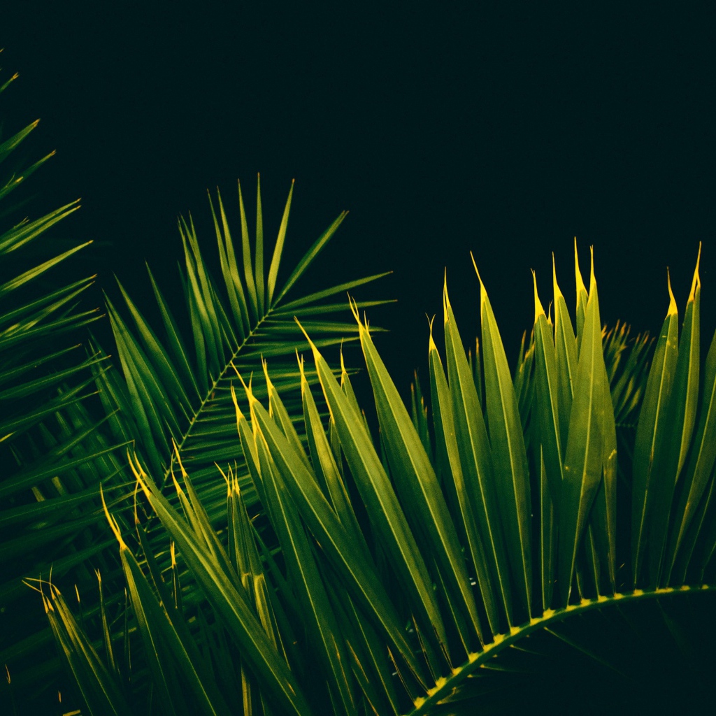 Большие зеленые пальмовые листья на черном фоне