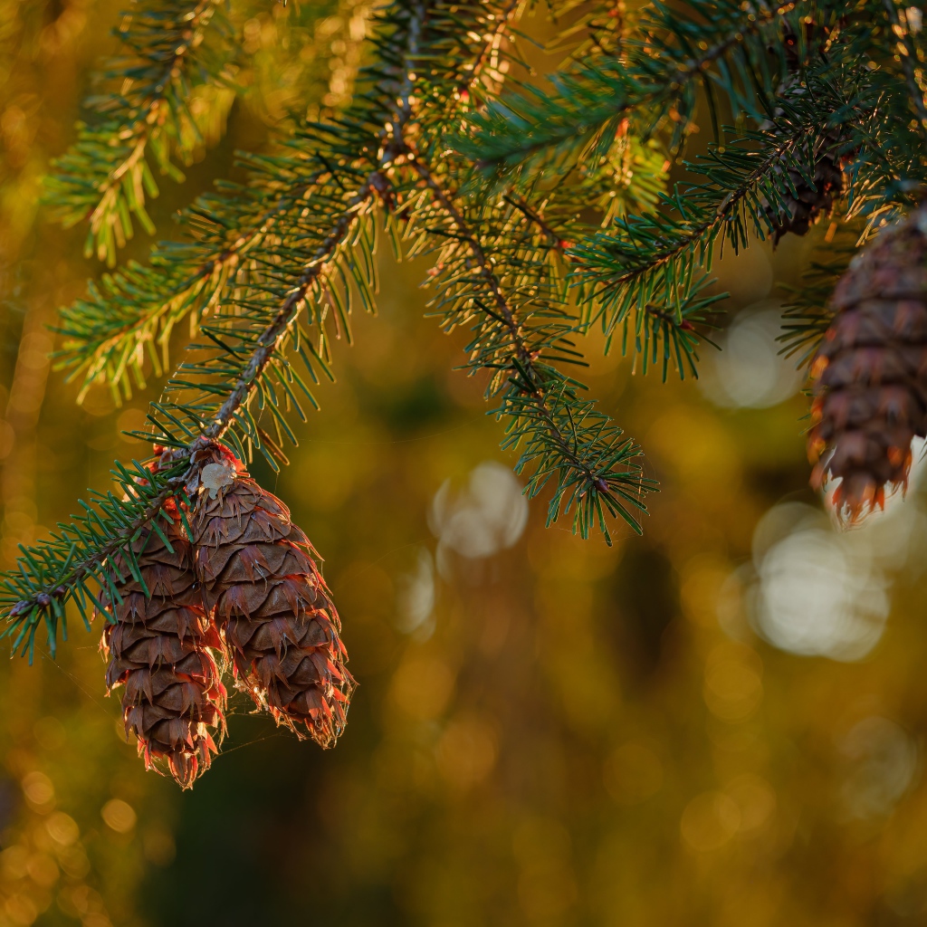 Шишки растут на колючей зеленой ветке ели 