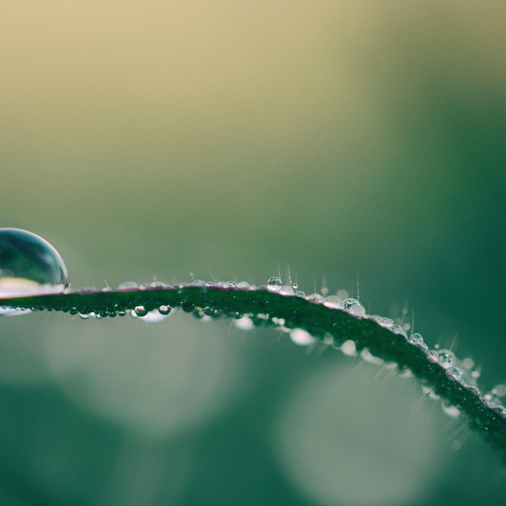 Капля росы на зеленой траве крупным планом