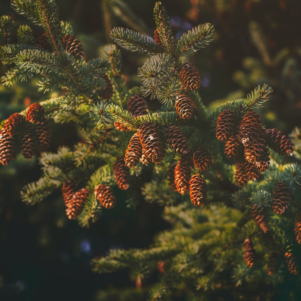 Пушистая еловая ветка с шишками