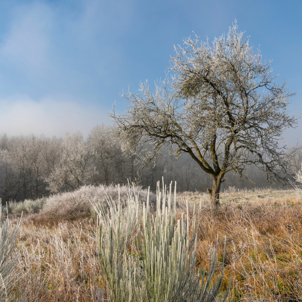 Покрытые инеем земля и деревья на рассвете 