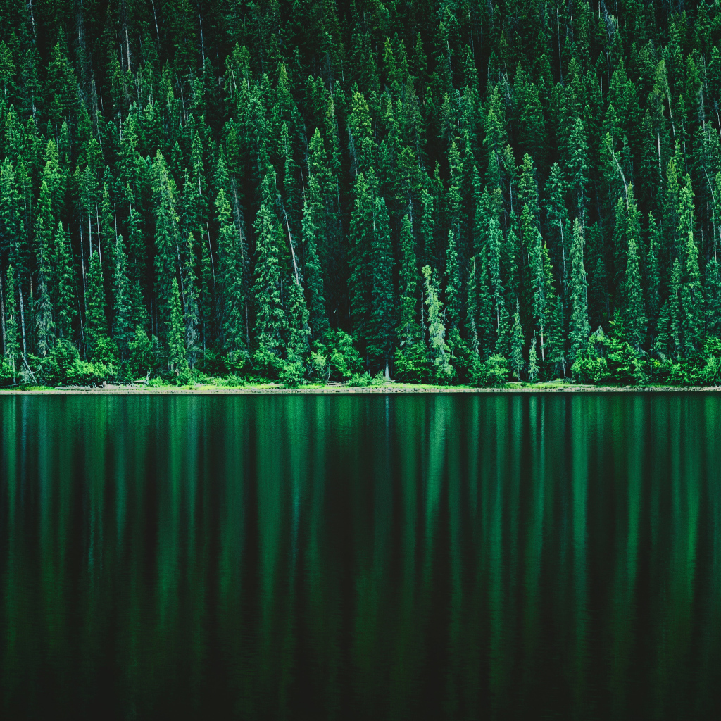 Зеленый хвойный лес отражается в спокойной речной воде