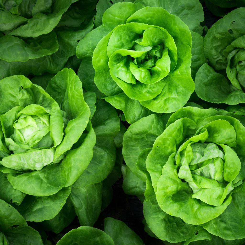 Зеленые листья салата крупным планом