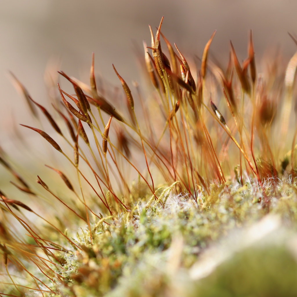 Green moss close up
