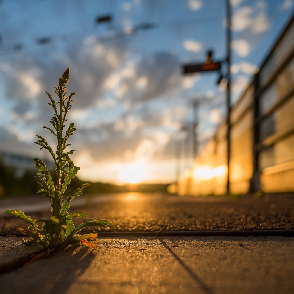 Зеленое растение пробивается сквозь асфальт