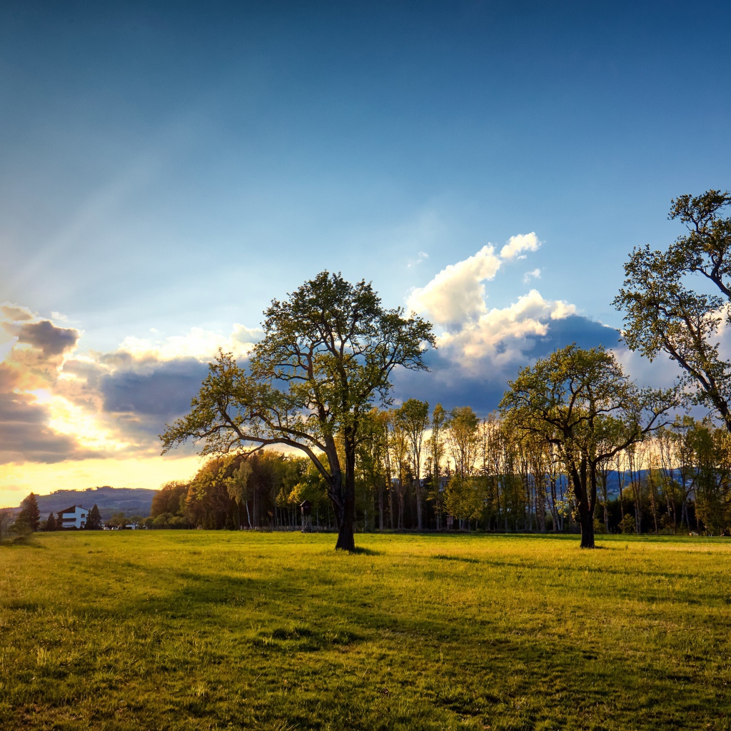 Зеленые деревья и трава в парке на рассвете