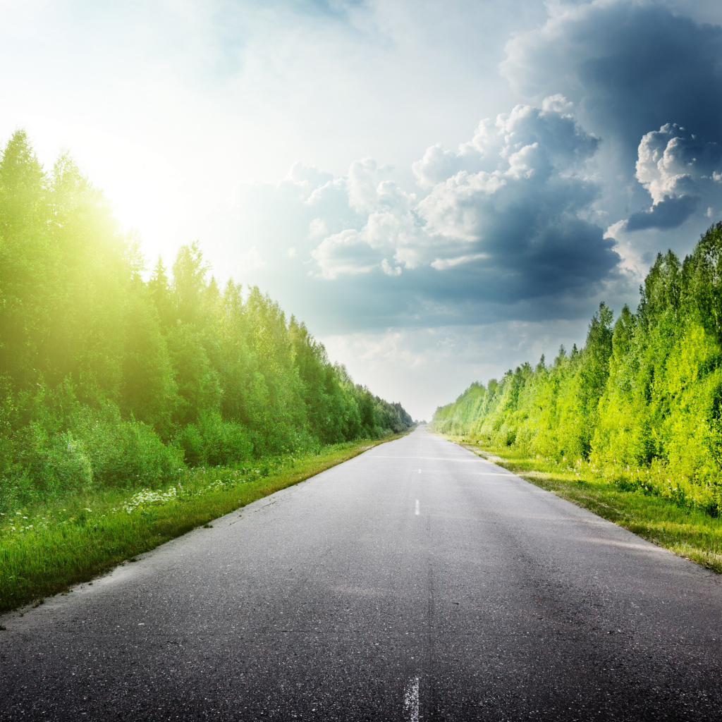 Зеленые деревья в лучах солнца у дороги