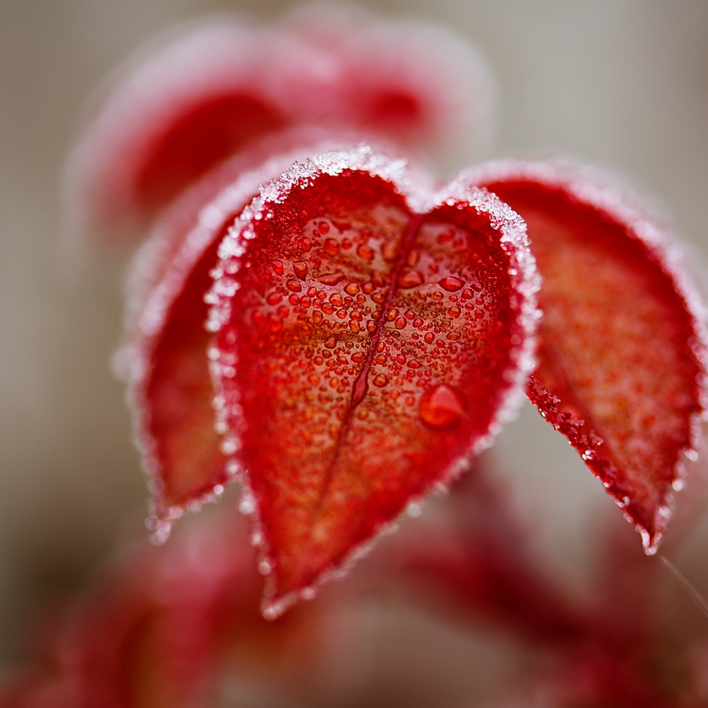 Оранжевые листья в снегу крупным планом