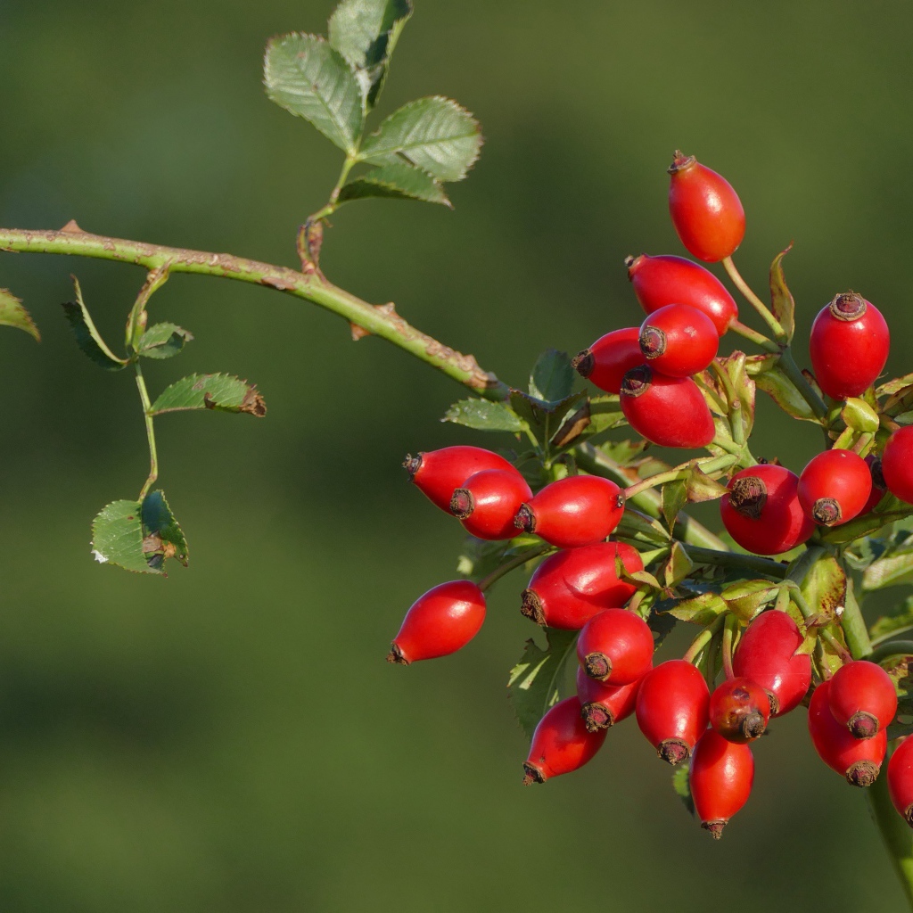 Красные ягоды шиповника на ветке в лучах солнца