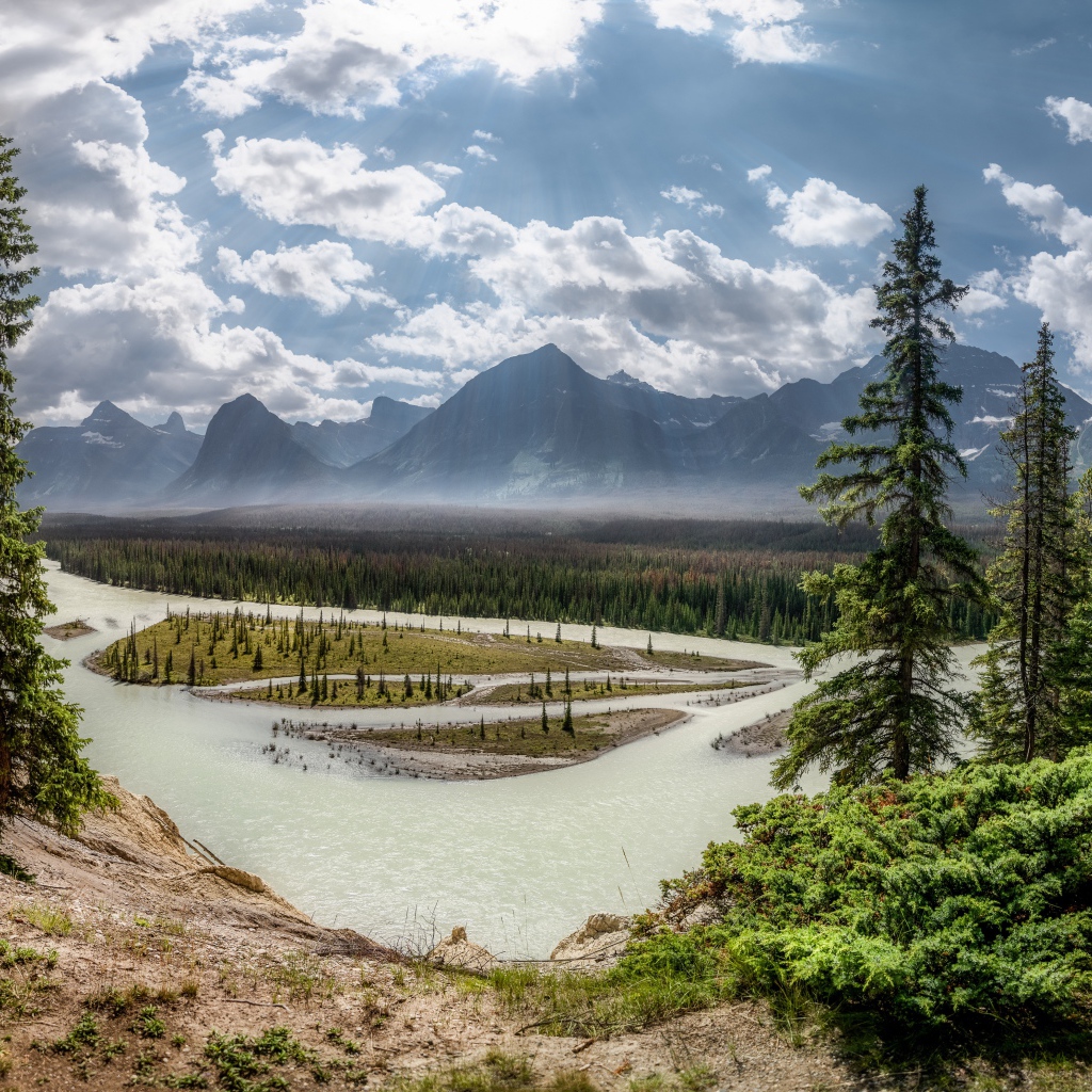 Высокие зеленые сосны на берегу реки в горах 