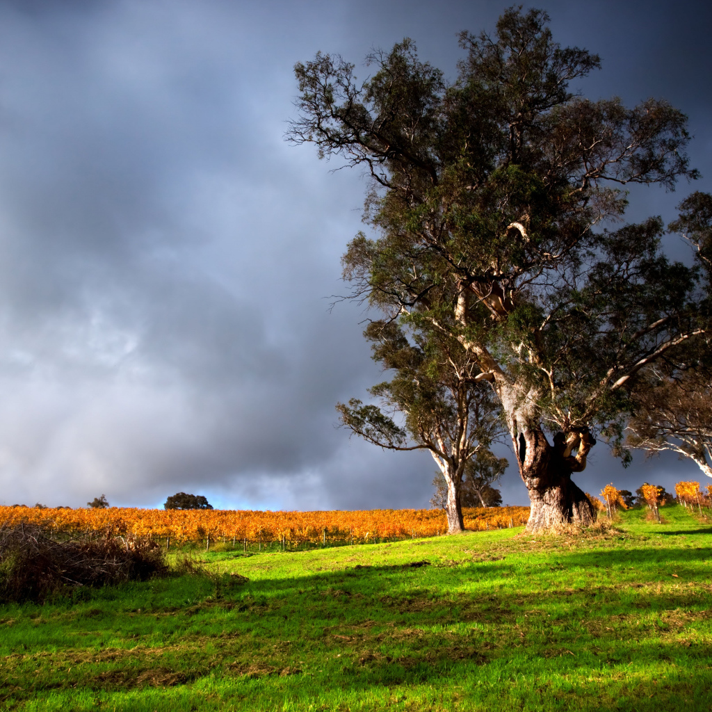 Высокое дерево под грозовым небом 