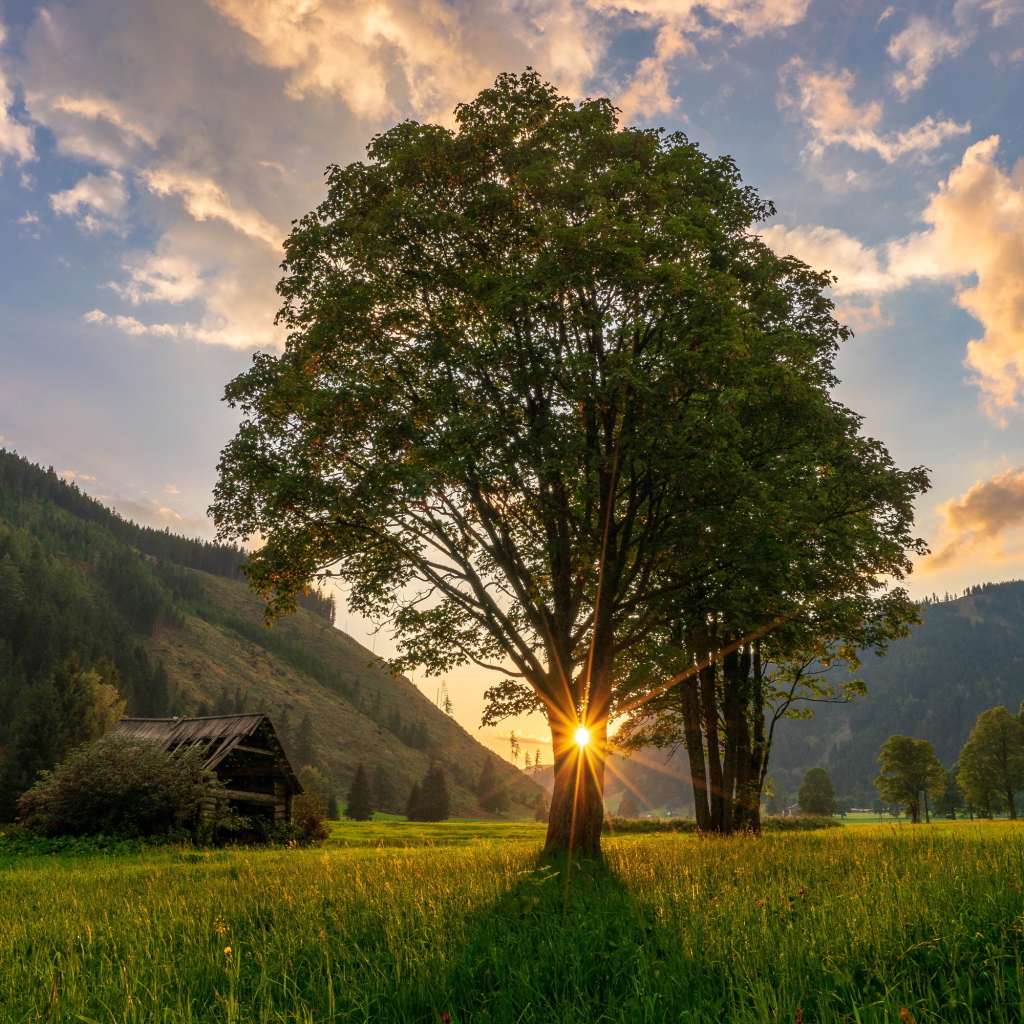 Высокое дерево с зелеными листьями в лучах солнца