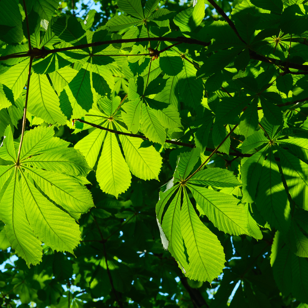 Солнце пробивается сквозь зеленые листья каштана 