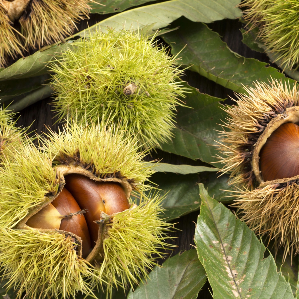 Колючие лесные орехи на дереве 