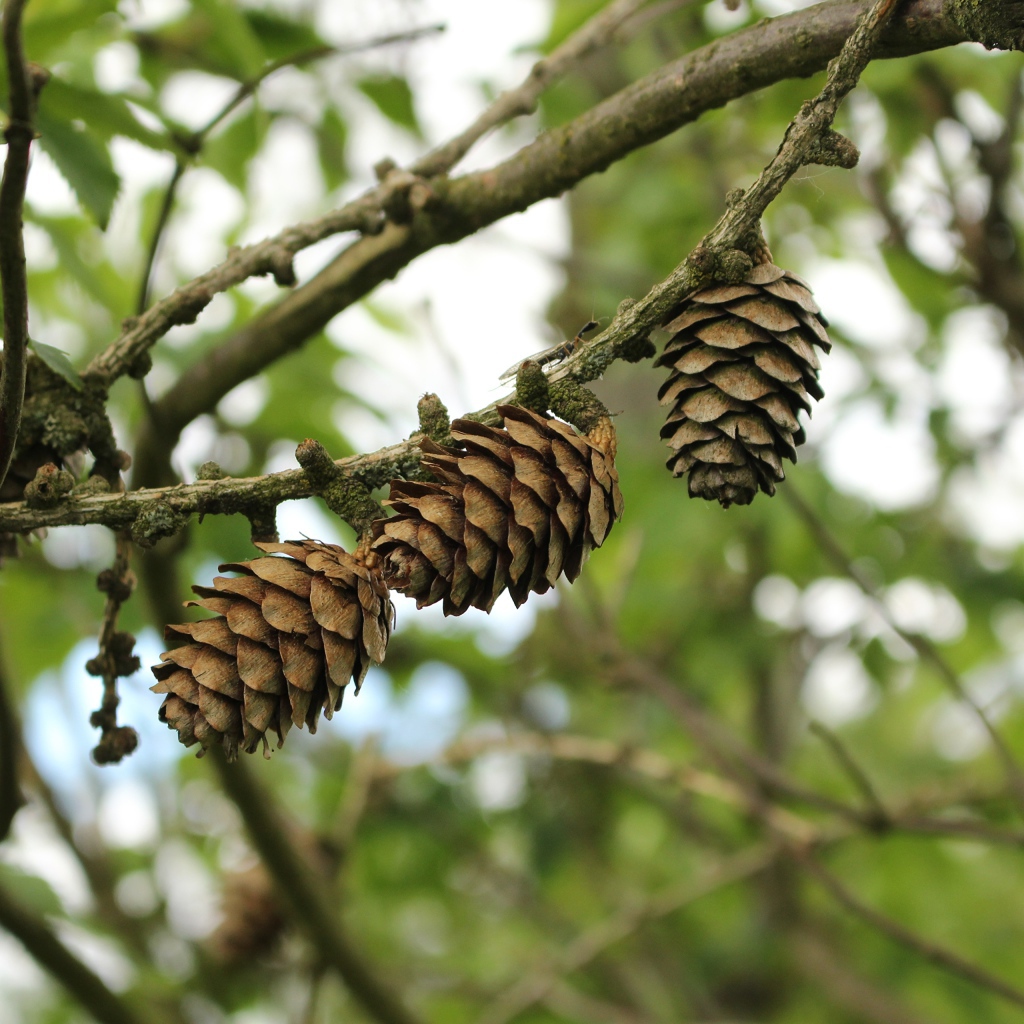 Три сосновые шишки висят на ветке 