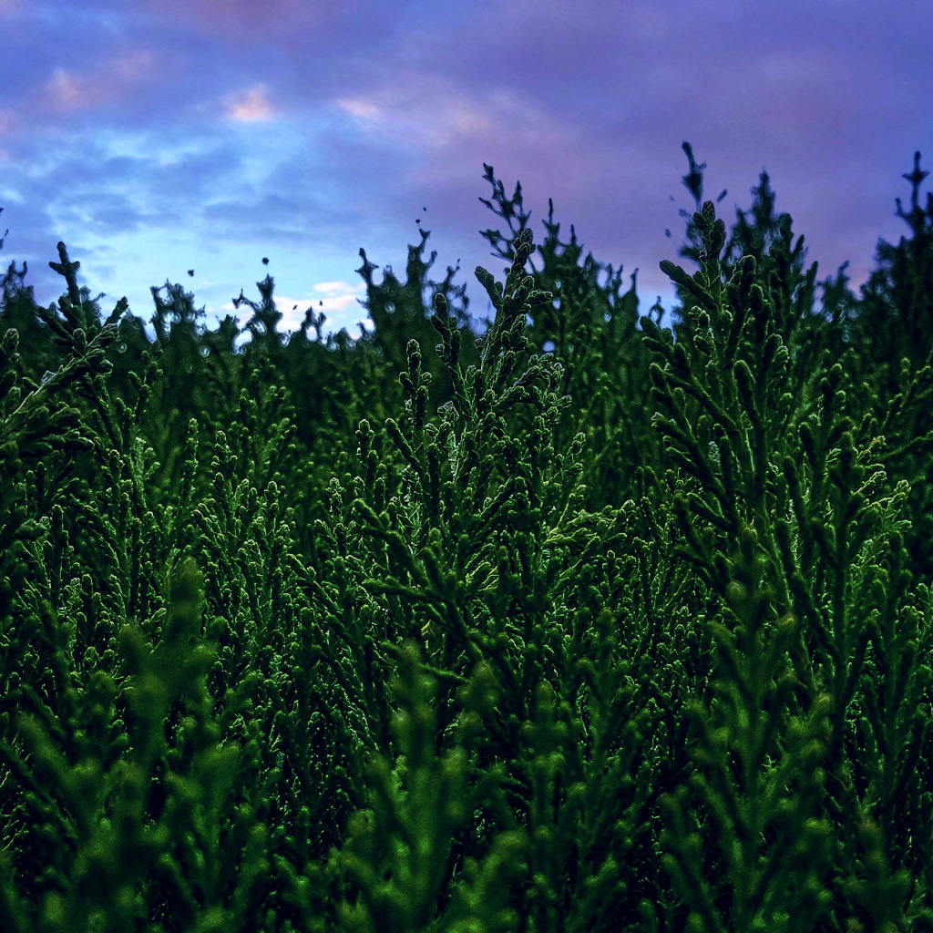 Зеленые заросли туи под пасмурным небом