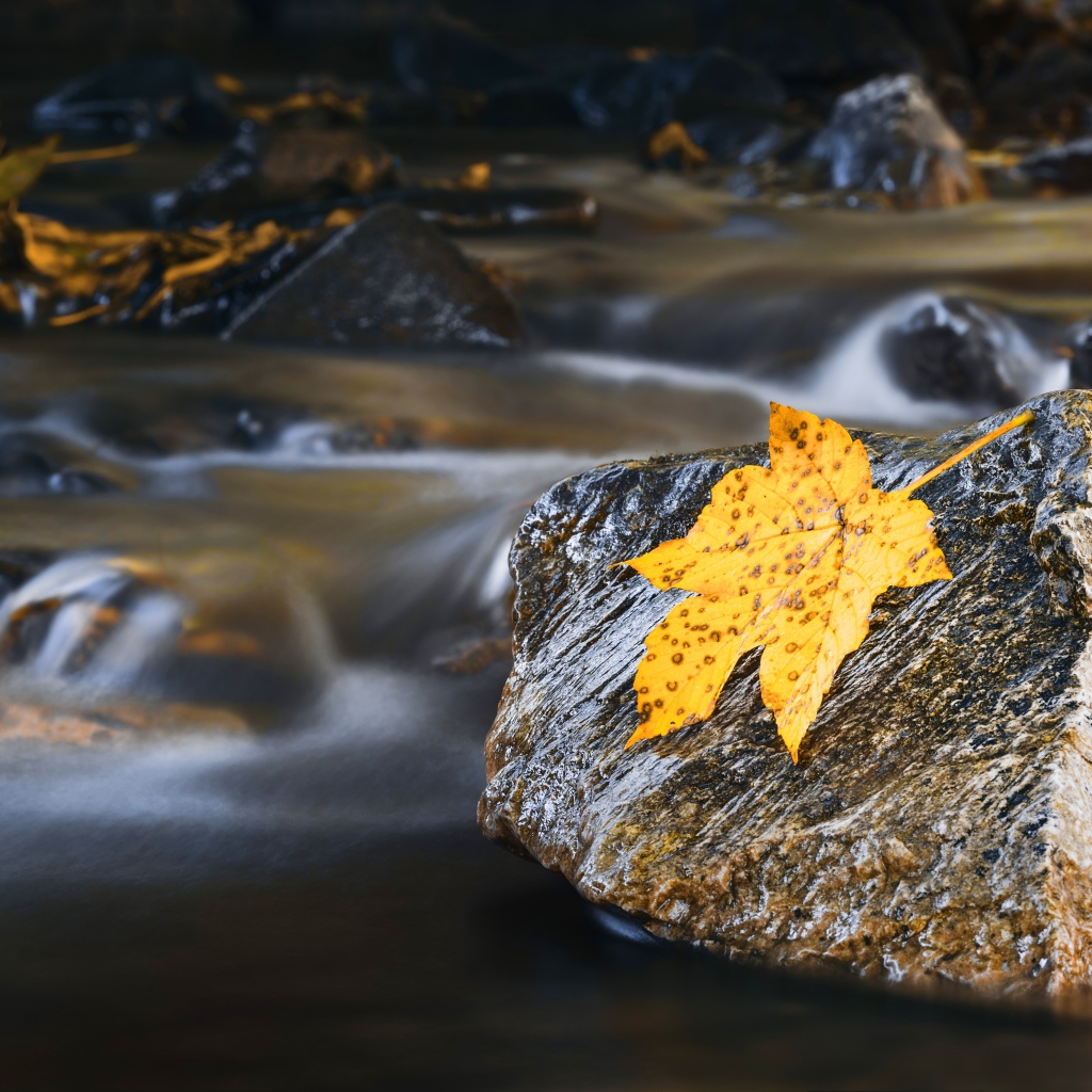Мокрые камни с оранжевым листом в воде