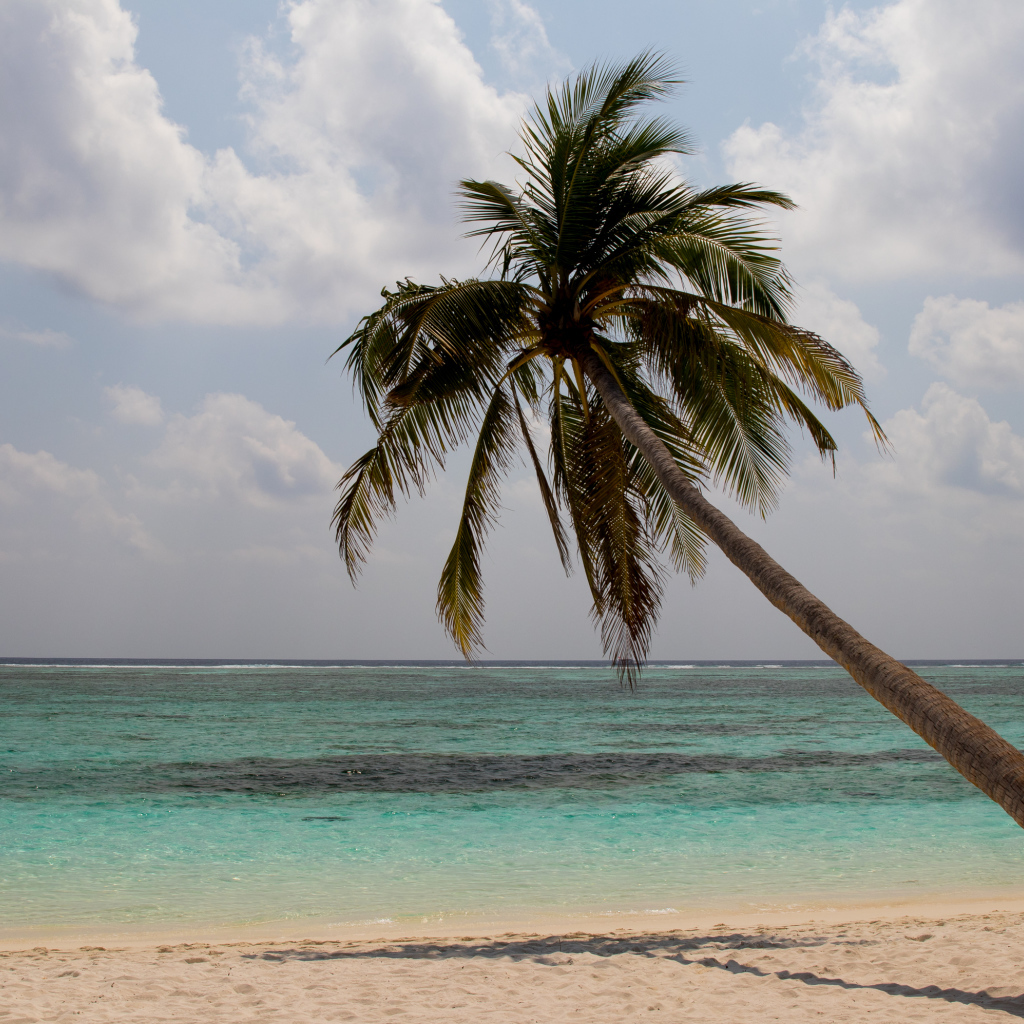 Большая пальма на песке у океана в тропиках 