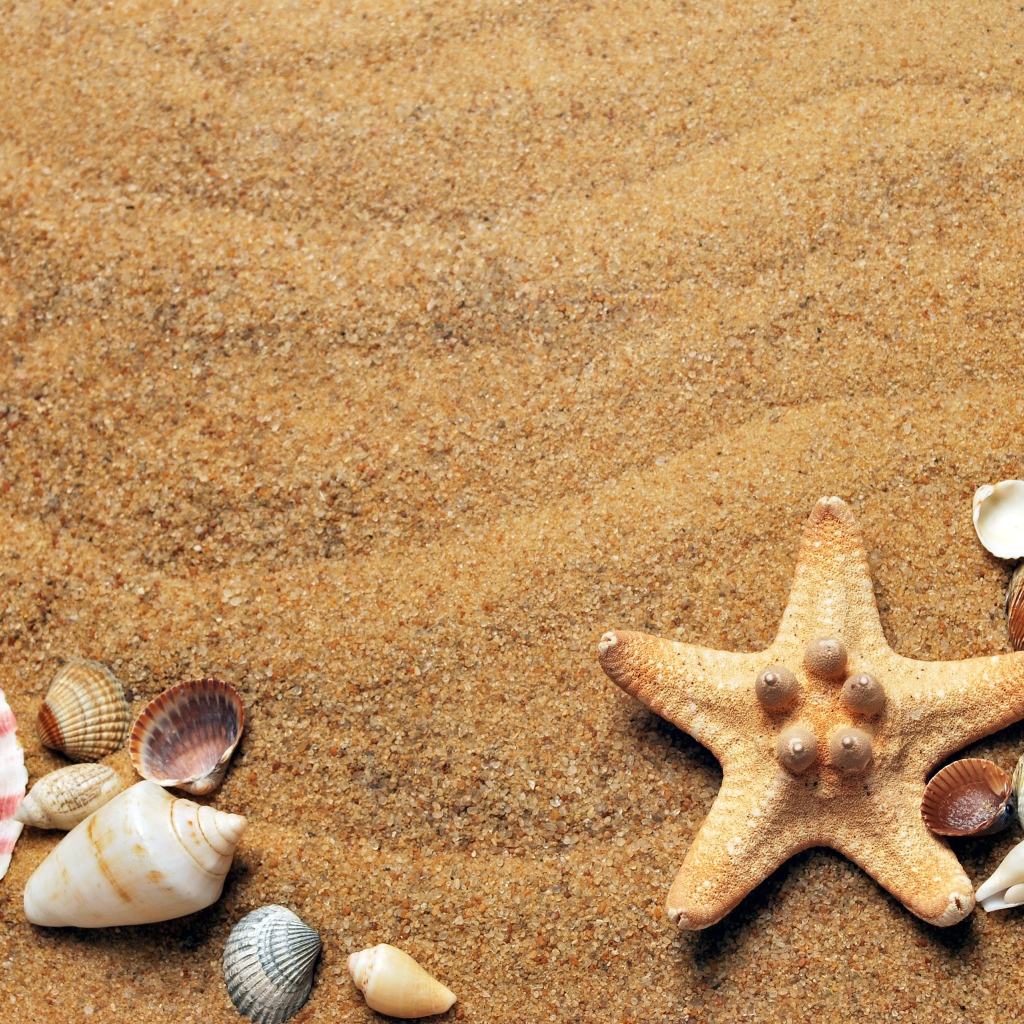 Горячий летний песок с ракушками 