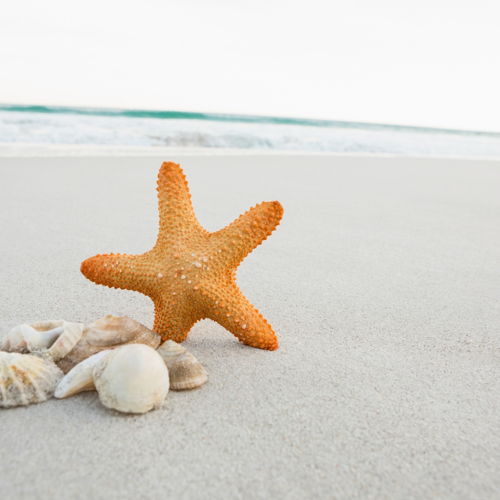 Морская звезда на песке с ракушками у моря