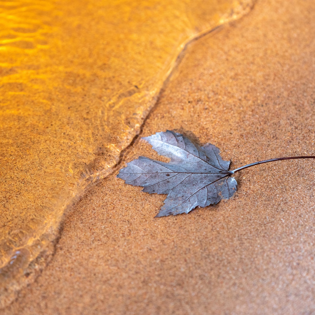 Лист лежит на песке у воды