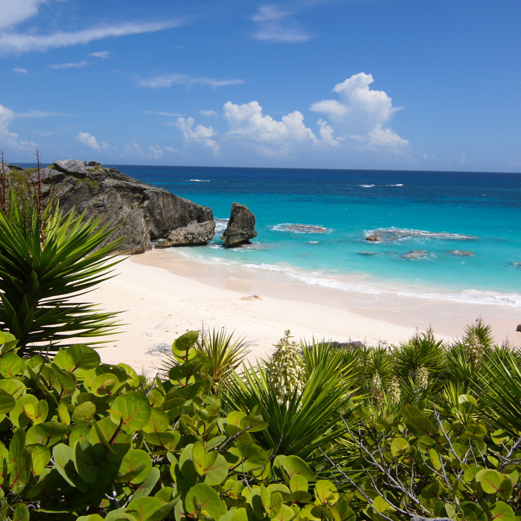 Колючие заросли на берегу океана с белым песком