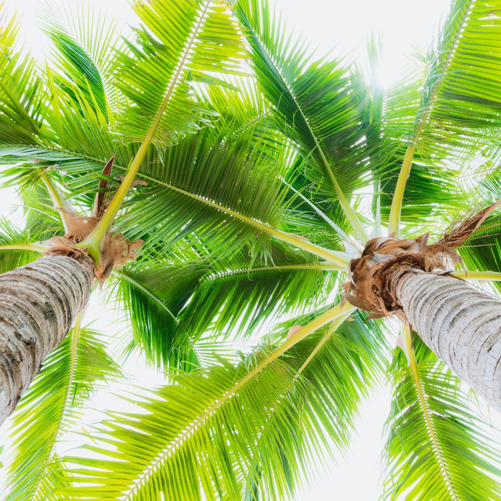 Две зеленые пальмы на пляже вид снизу