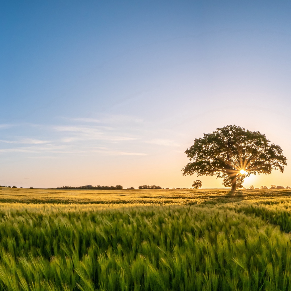 Большое дерево в лучах солнца на поле с пшеницей 