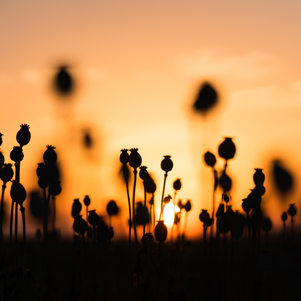Коробочки мака в поле на рассвете 