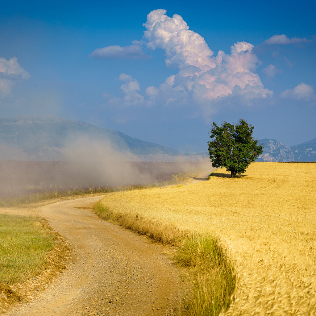 Пыльная дорога у поля с пшеницей под голубым небом 