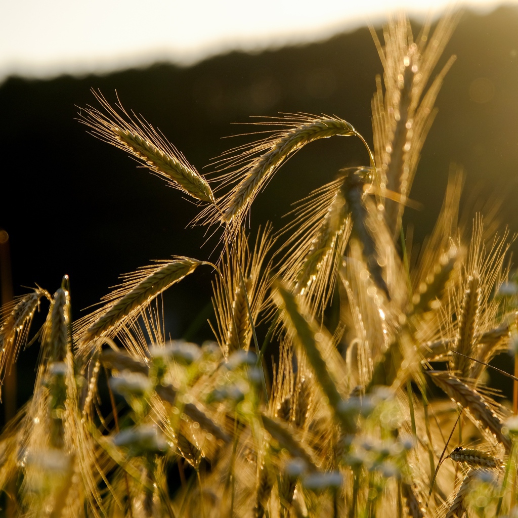 Зеленые колосья пшеницы в лучах солнца