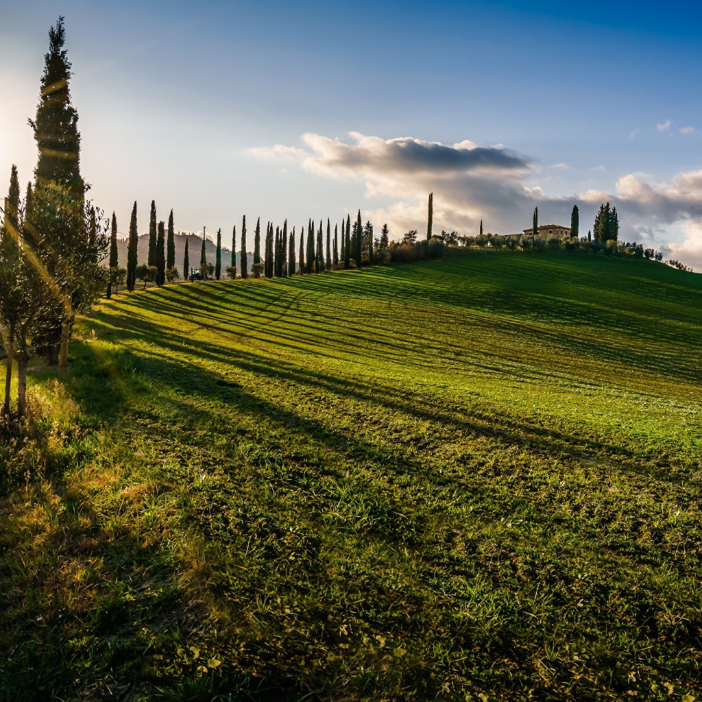 Зеленые поля в лучах солнца летом