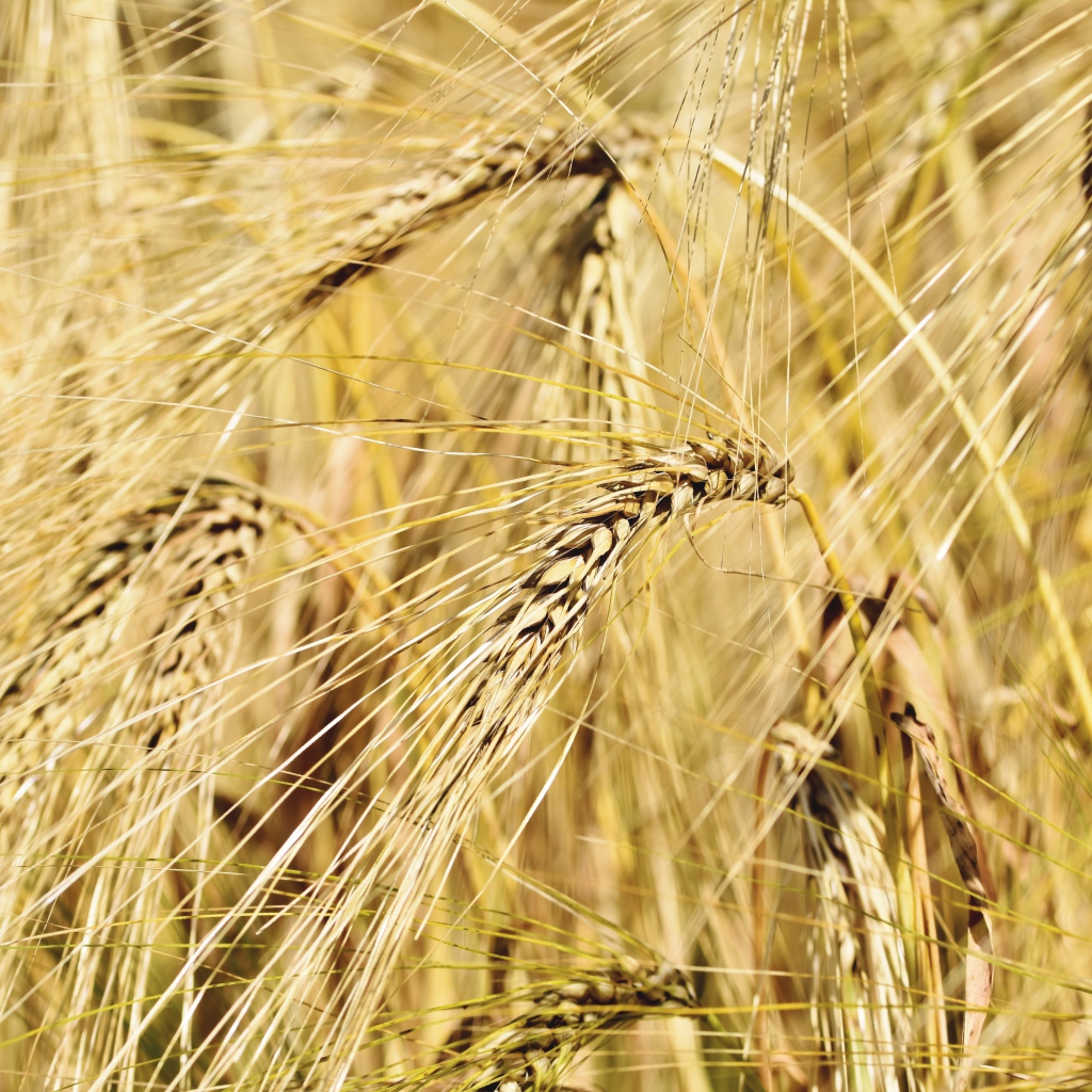 Спелые колосья пшеницы крупным планом